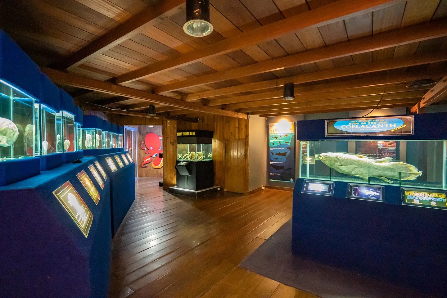 在雅加達安卒夢幻海洋世界度過一天，探索令人難以置信的海洋生物多樣性，是消磨時光的絕佳方式