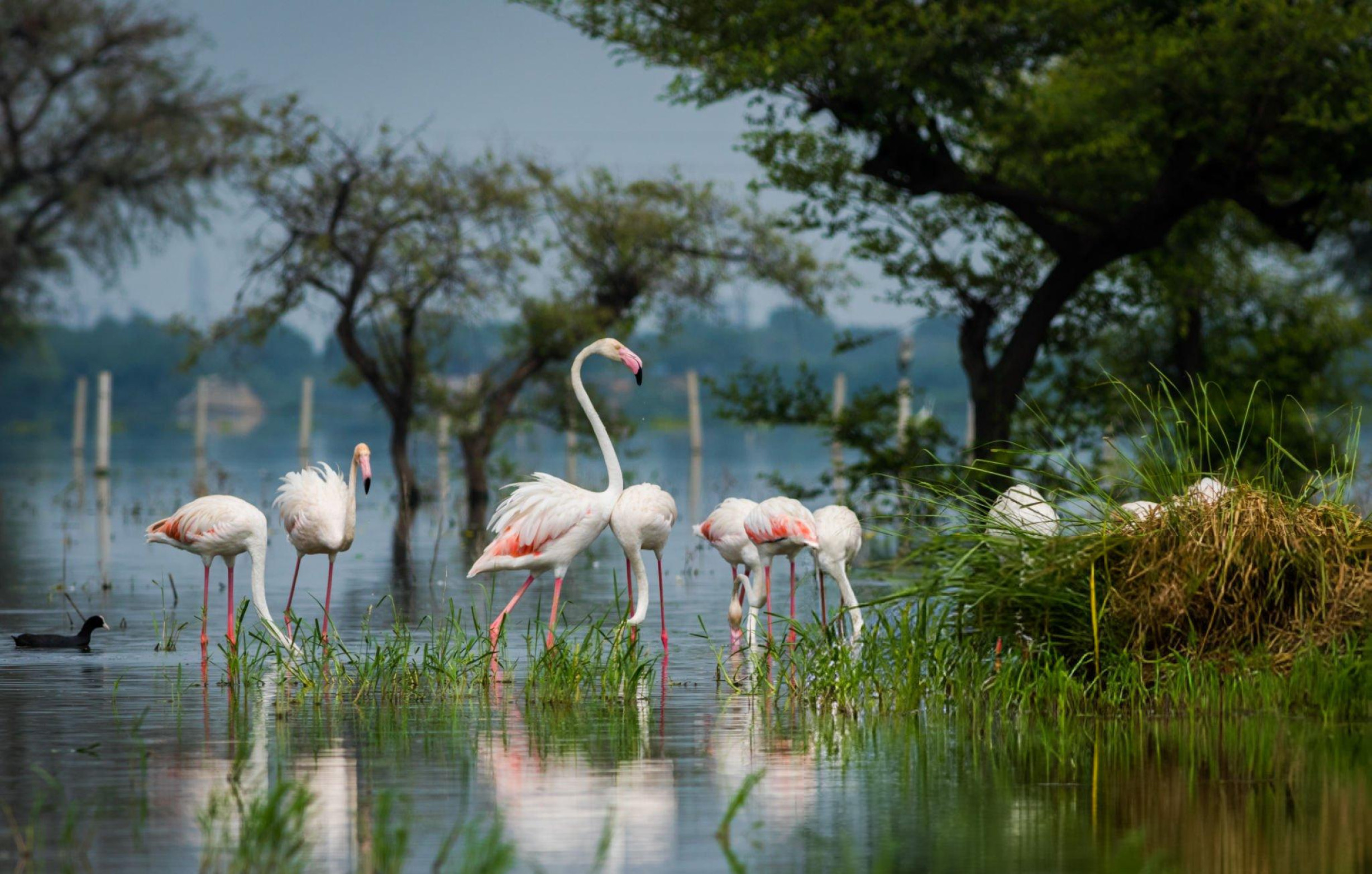 Keoladeo National Park Half day tour from Agra with a Guide