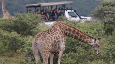 Full-Day Addo Park & Schotia Reserve Safari