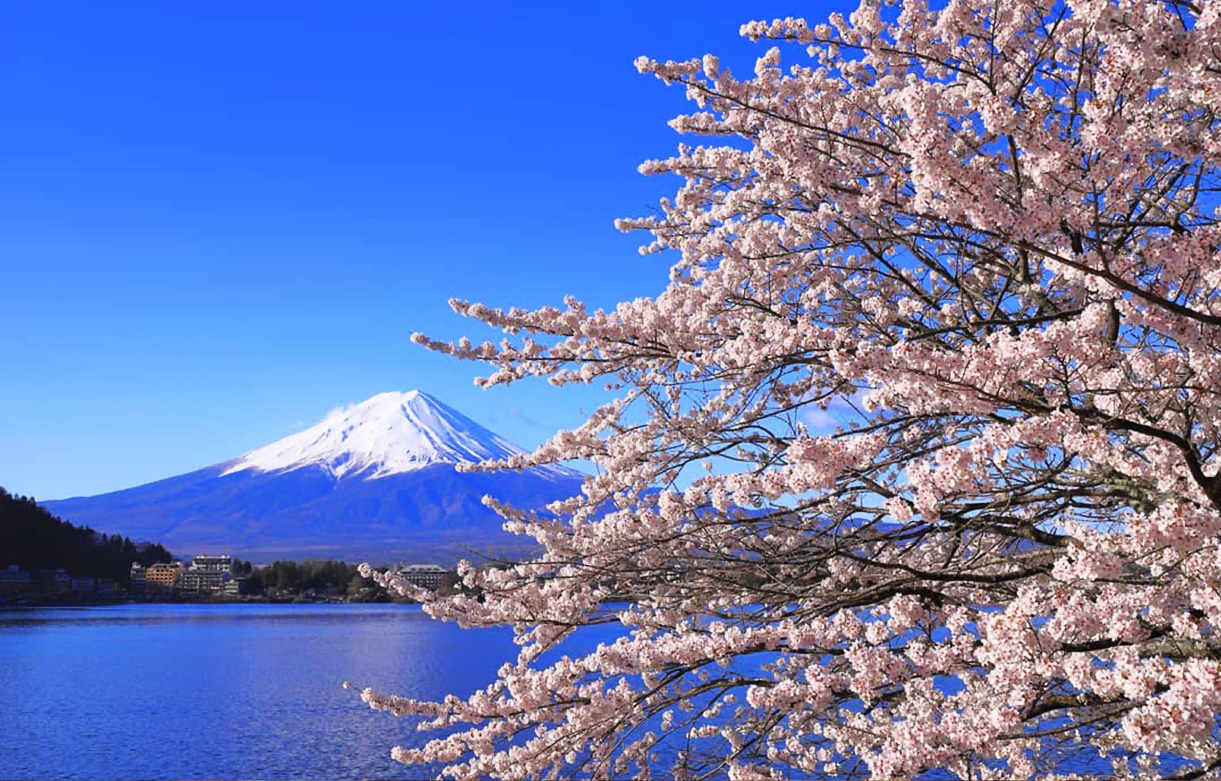 櫻花季限定--河口湖楓葉迴廊：冠雪富士與火紅楓葉交相輝映。更有一年四季用不缺席的大石公園。選擇這條線，列印獨屬於自己的富士山明信片