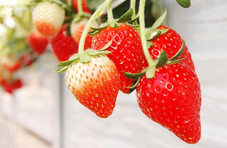 Strawberry Picking & Ikaho Hot Spring Street & Outlet Shopping Tour
