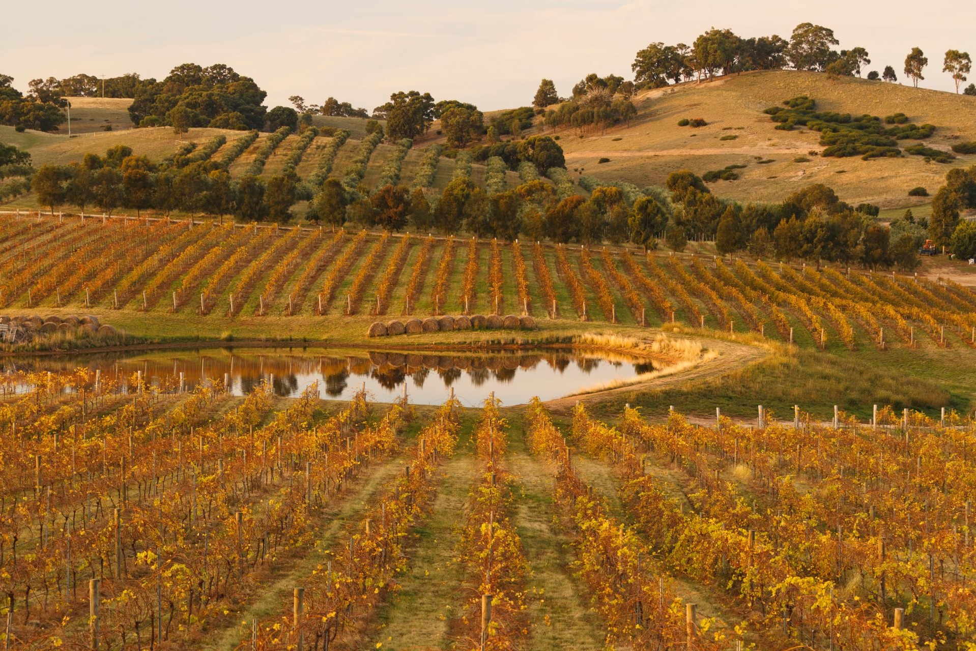 Murray River Paddlesteamers and Wine Tour