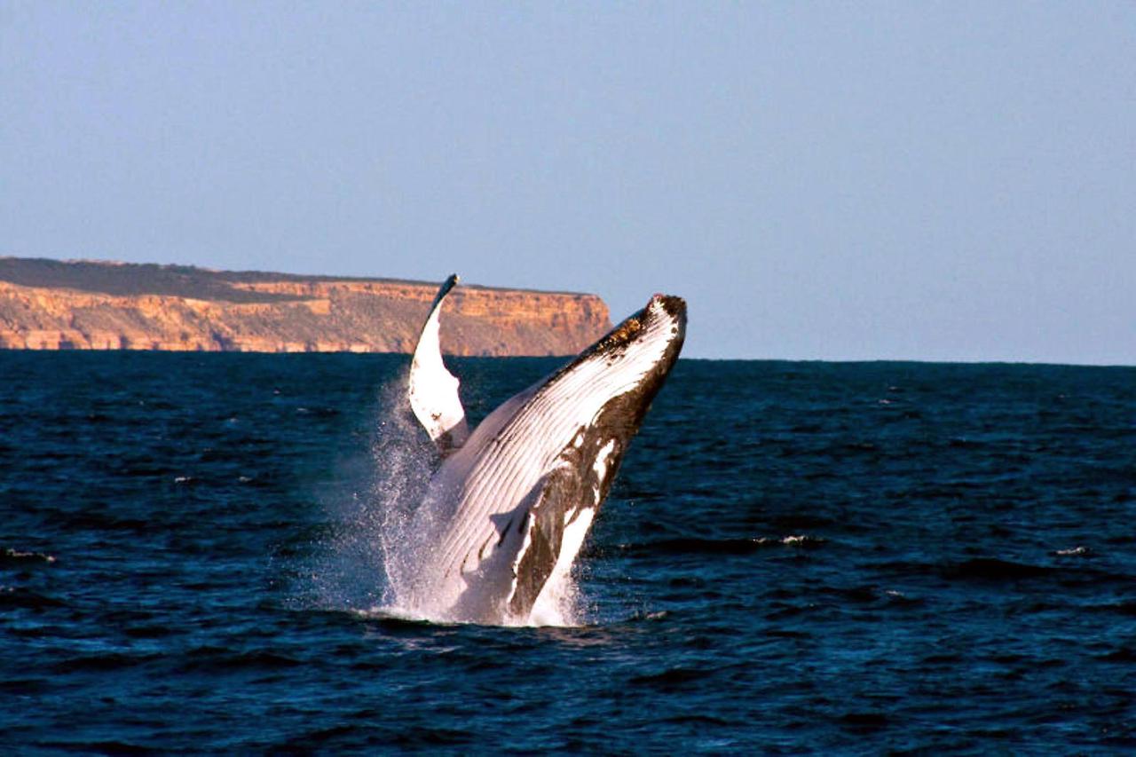 Kalbarri Whale-watching Cruise