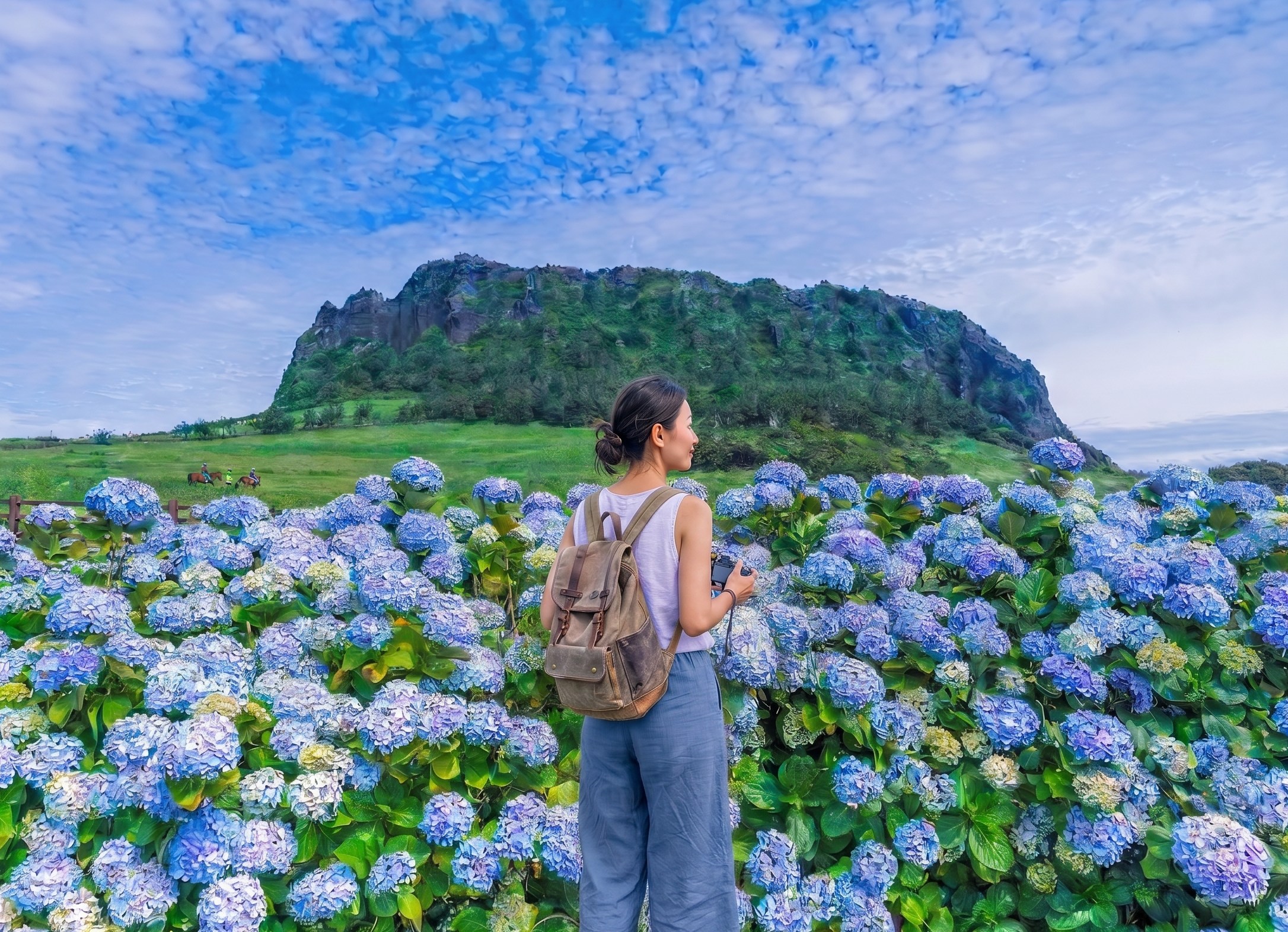 【方案：城山日出峰】在繡球花盛開的夏季，捕捉濟州島標誌性的聯合國教科文組織世界遺產與藍色花海相遇的完美瞬間。