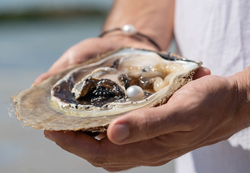 Live Pearl Farm Harvest Experience in Broome