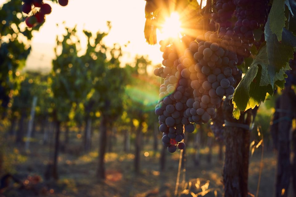 Valpolicella wine tasting and winery tour in Verona