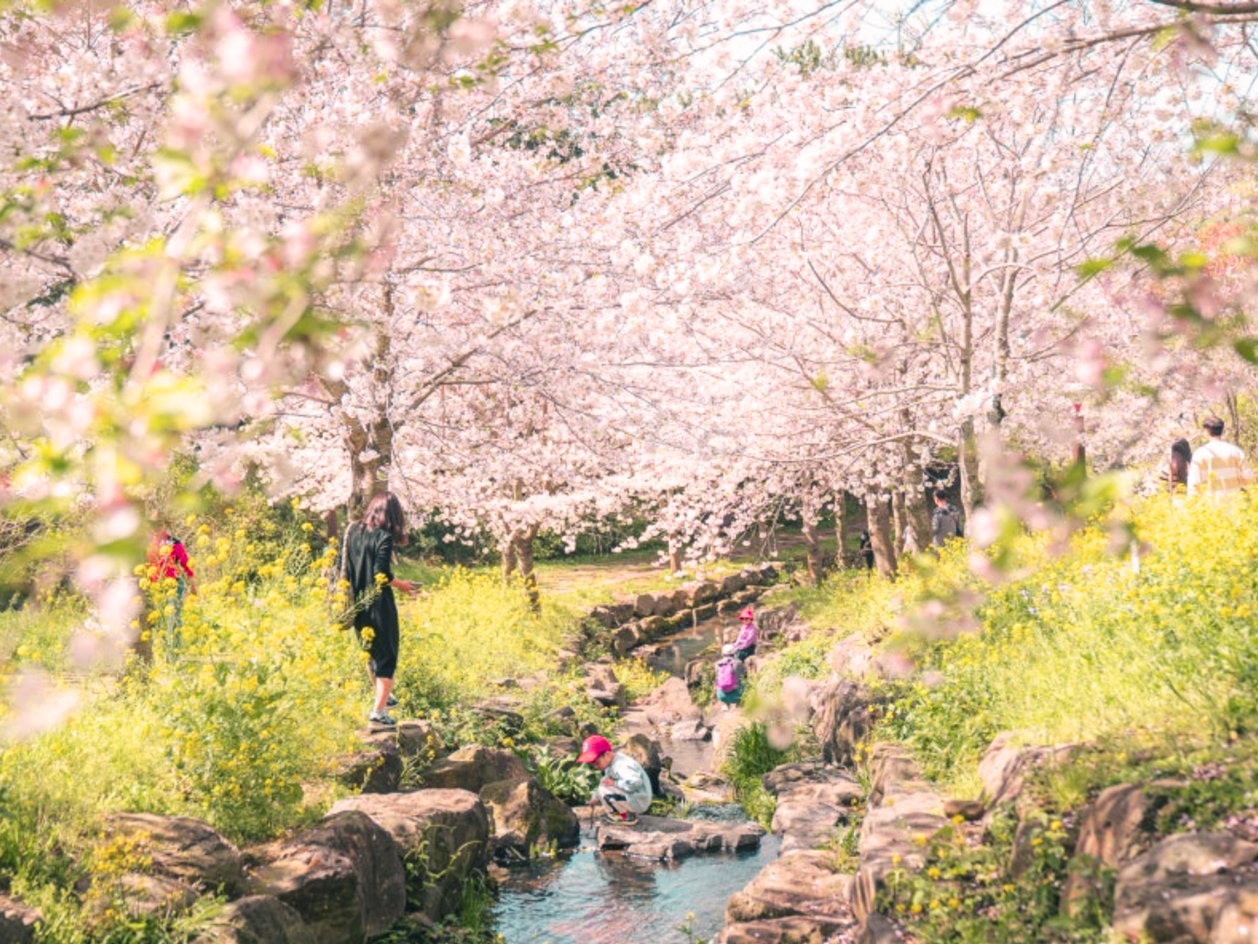 Jeju Cherry Blossom Full Day Tour with Hotel Pick up