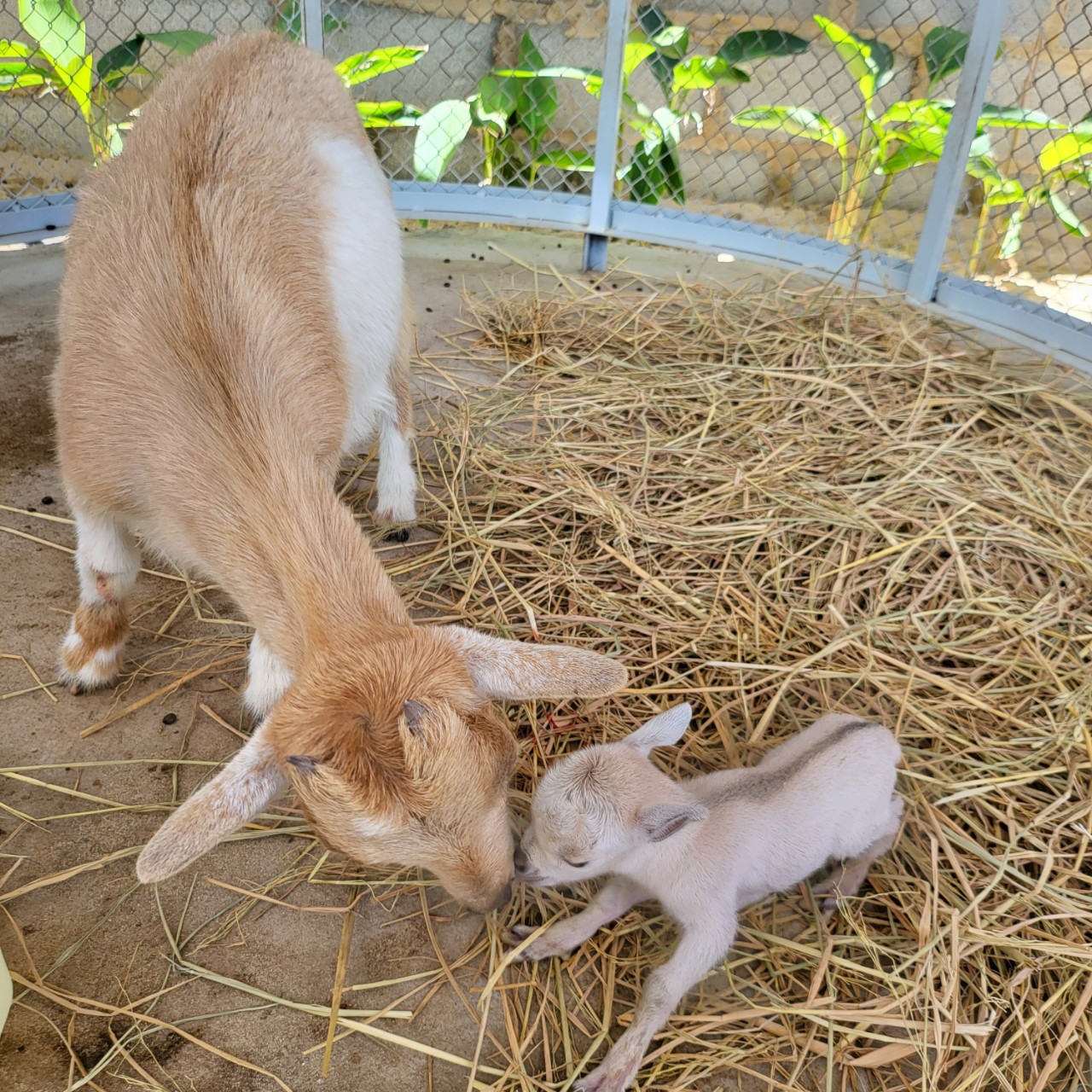 潘郎Tien Tien Farm農場 & 動物園門票