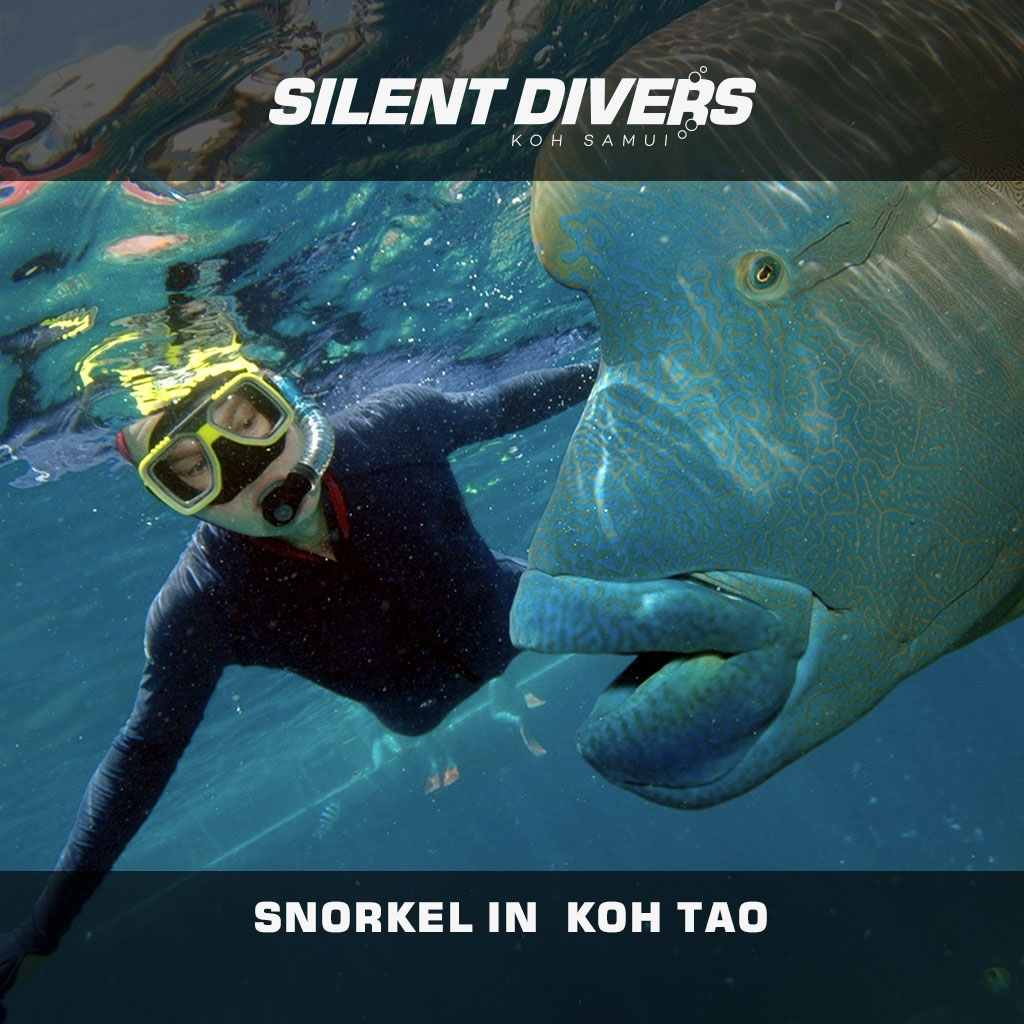 Snorkel in Koh Tao with PADI 5 Star Dive Center