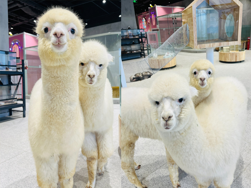 Lollypet萌寵樂園（萌寵來自深圳野生動物園）