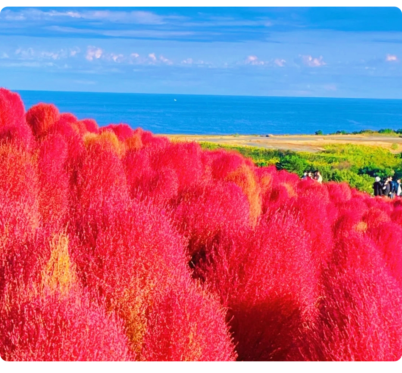 掃帚草——從夏季的翠綠到秋日的深紅,色彩層層遞變,如同鋪滿山丘的絨球地毯,浪漫又震撼。 掃帚草——從夏季的翠綠到秋日的深紅,色彩層層遞變,如同鋪滿山丘的絨球地毯,浪漫又震撼。