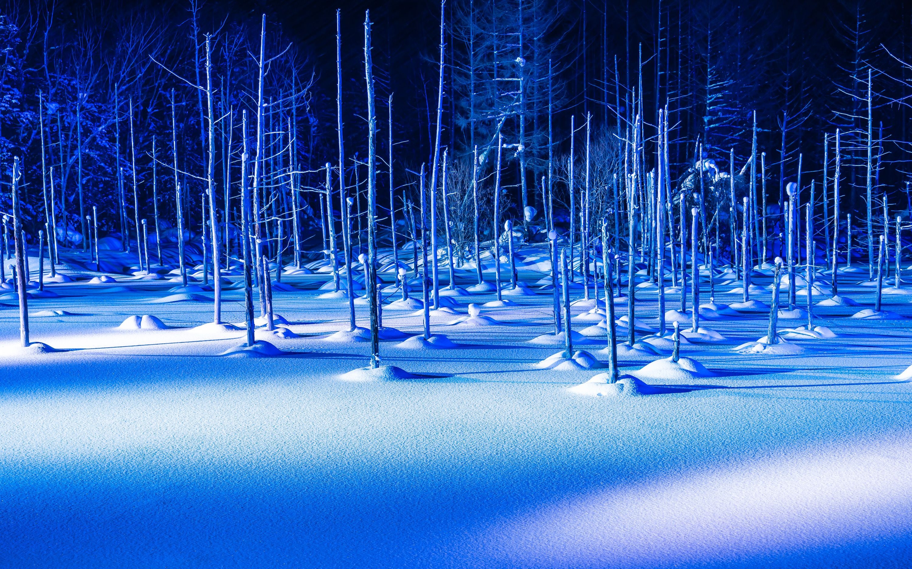 [Late Departure] Biei 5 Spots (Christmas Tree & More) from Sapporo