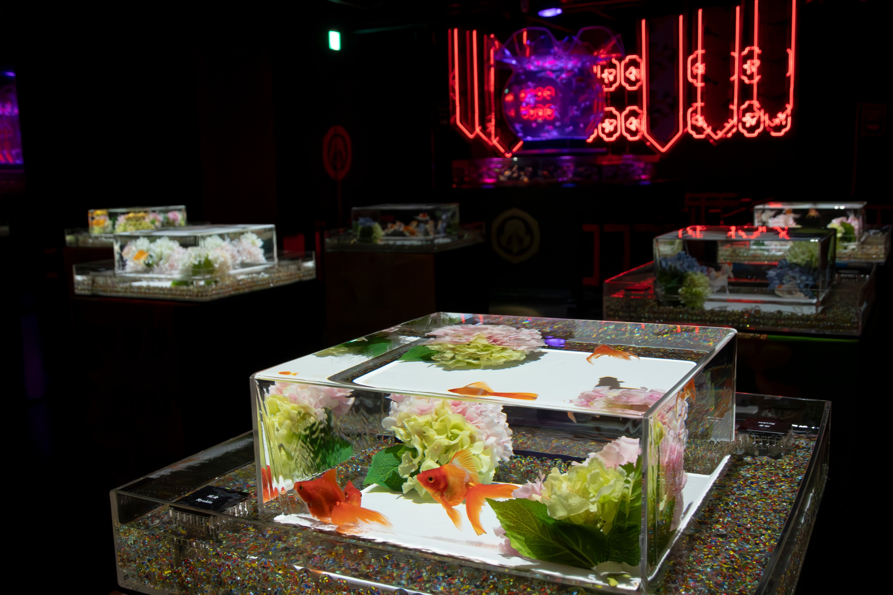 A closer look: the new goldfish showcase