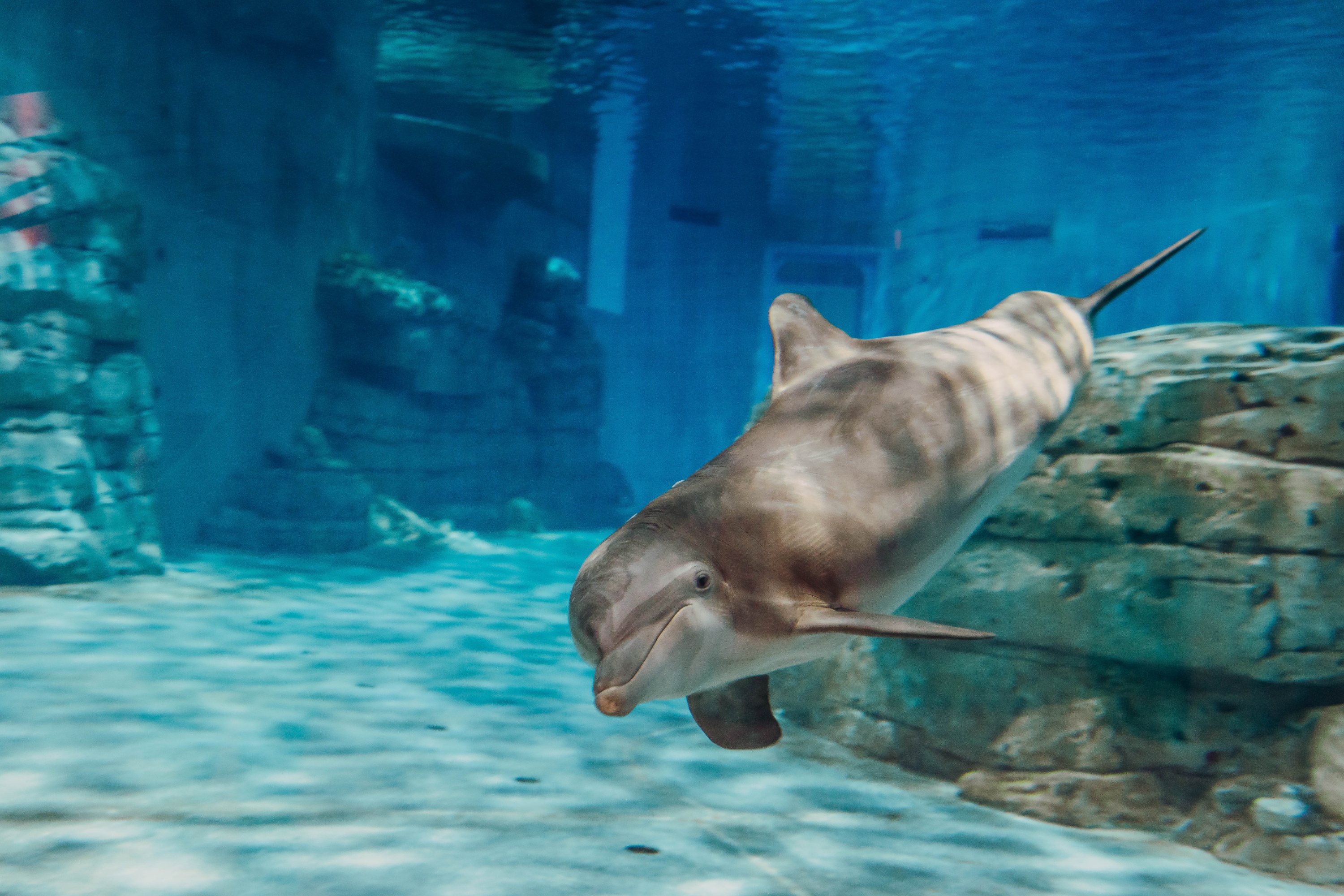 坦帕清水海洋水族館門票