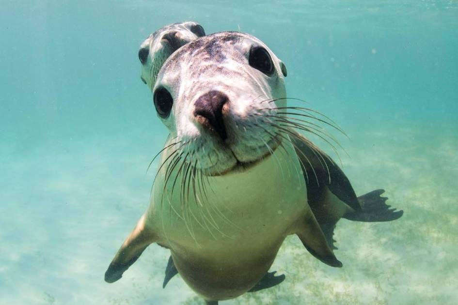 參加可選的海獅浮潛體驗,沉浸在水下充滿樂趣的世界中 參加可選的海獅浮潛體驗,沉浸在水下充滿樂趣的世界中