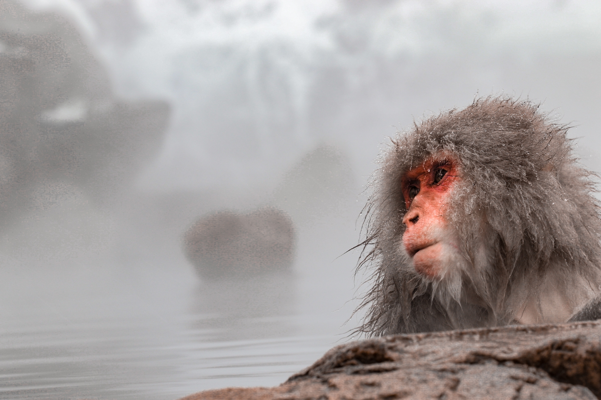 2-Day Snow Monkey Tour: Nagano To Takayama via Matsumoto