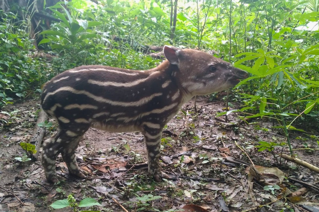 Manu Amazon Tours 5 Days