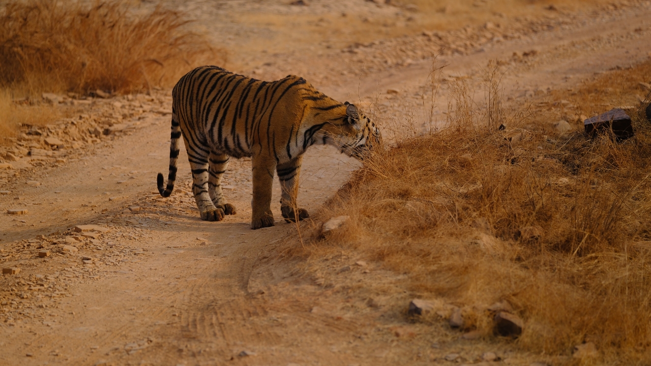 From Delhi: 3 Days Tour of Ranthambore Tiger safari