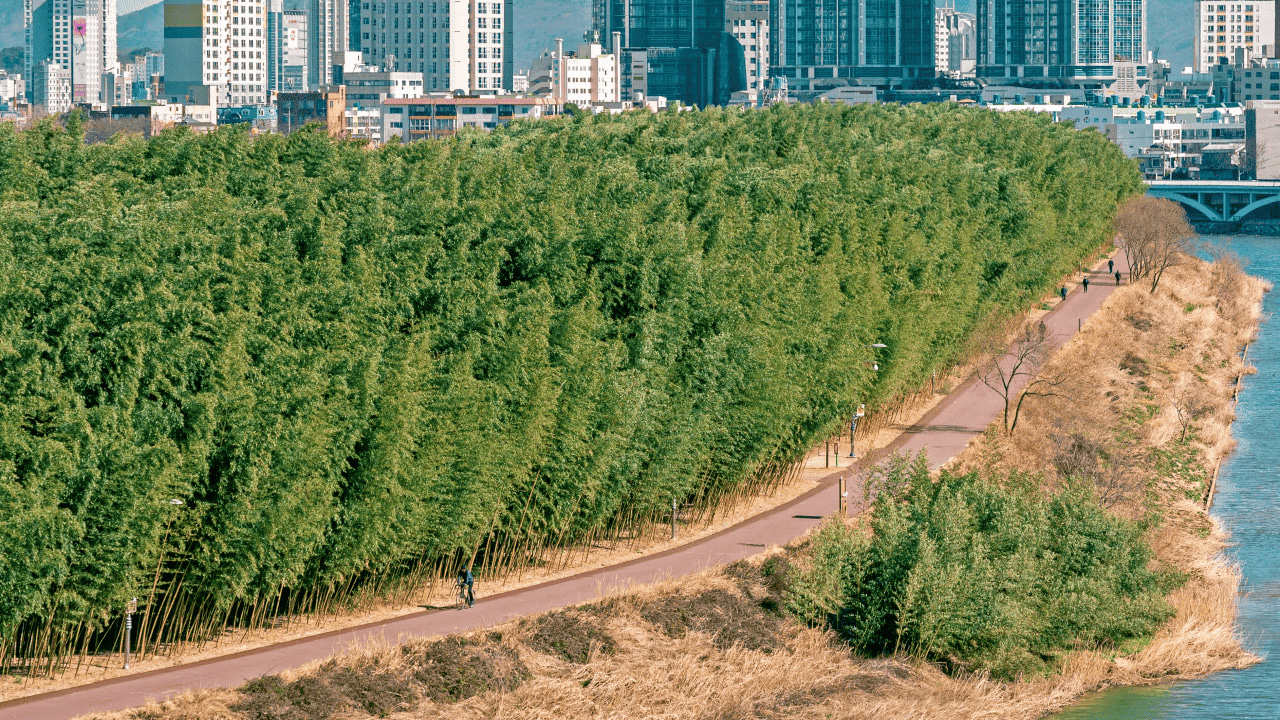 🌿 太和江國家花園 - 城市中的治癒空間，河風穿過竹林，竹葉的低語輕撫耳畔。