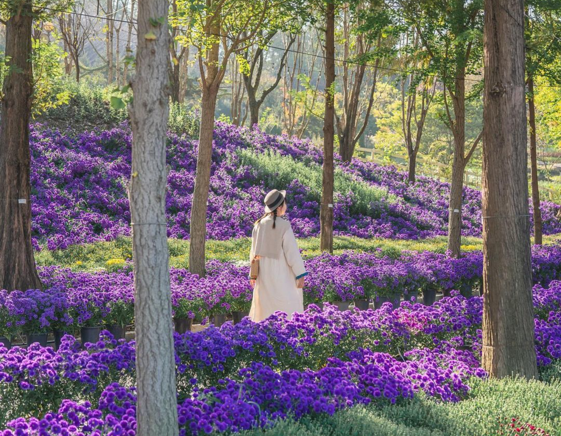 漫步在開滿紫色菊花的秋日森林小徑上，享受秋日氛圍的特別時刻，在秋日陽光穿透樹林的同時悠閒漫步。