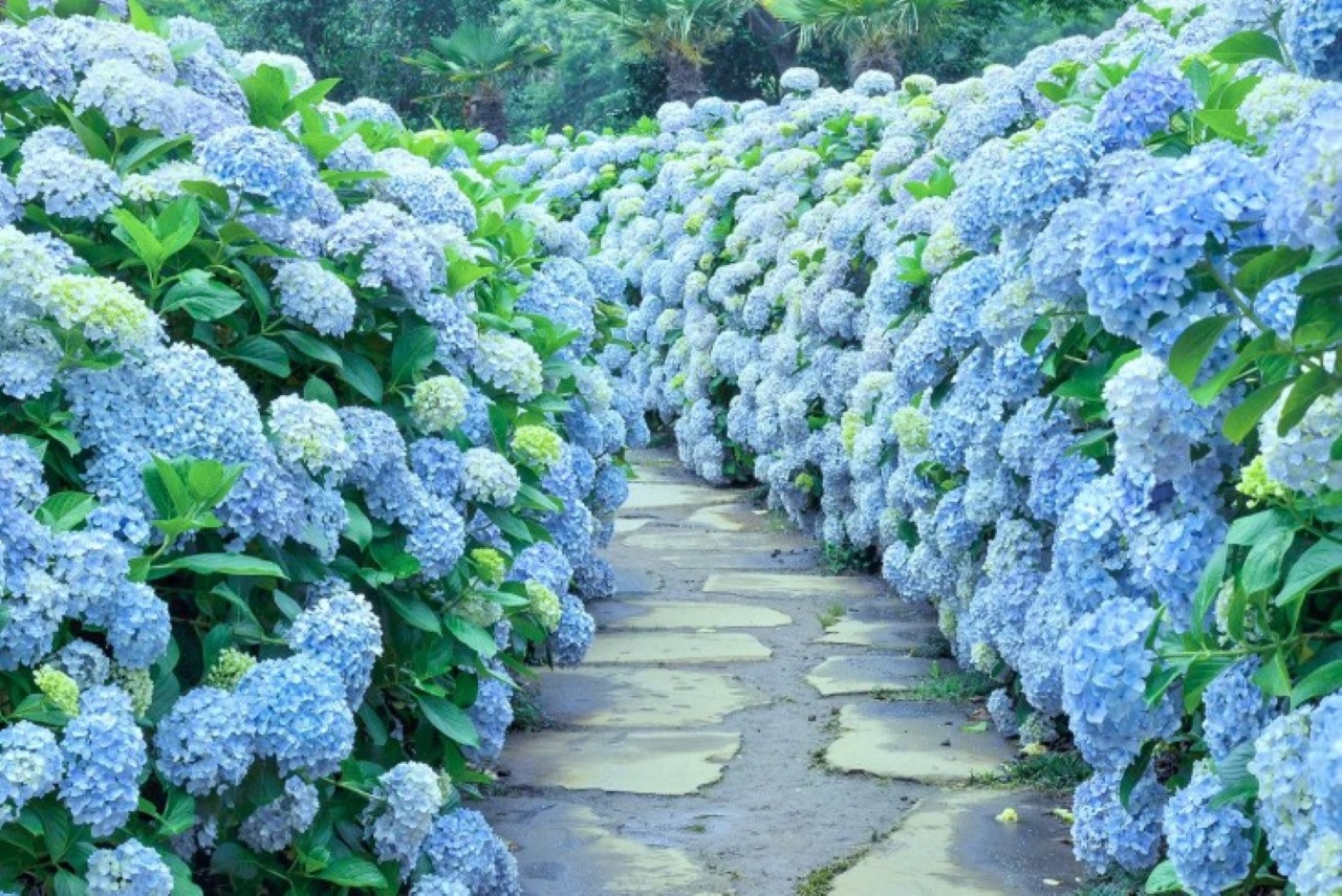 Hotel Pick up / Jeju Scenic South & West Highlights Small Group Tour