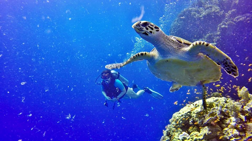 Hurghada: Intro Diving & Snorkeling Tour with Lunch 