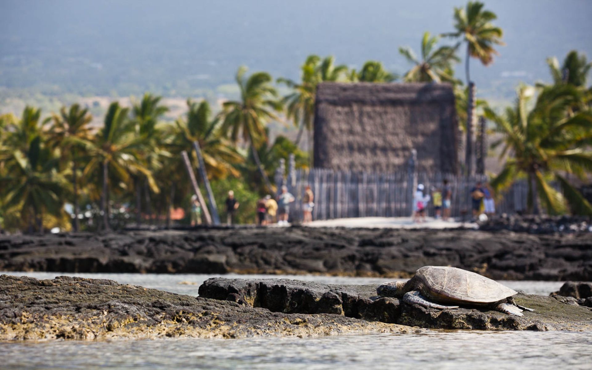在沿海地區的火山岩旁，尋找正在曬太陽的海龜身影。