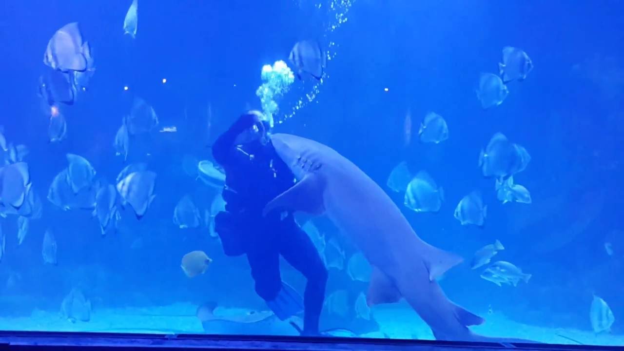 紅海巨型水族館之旅