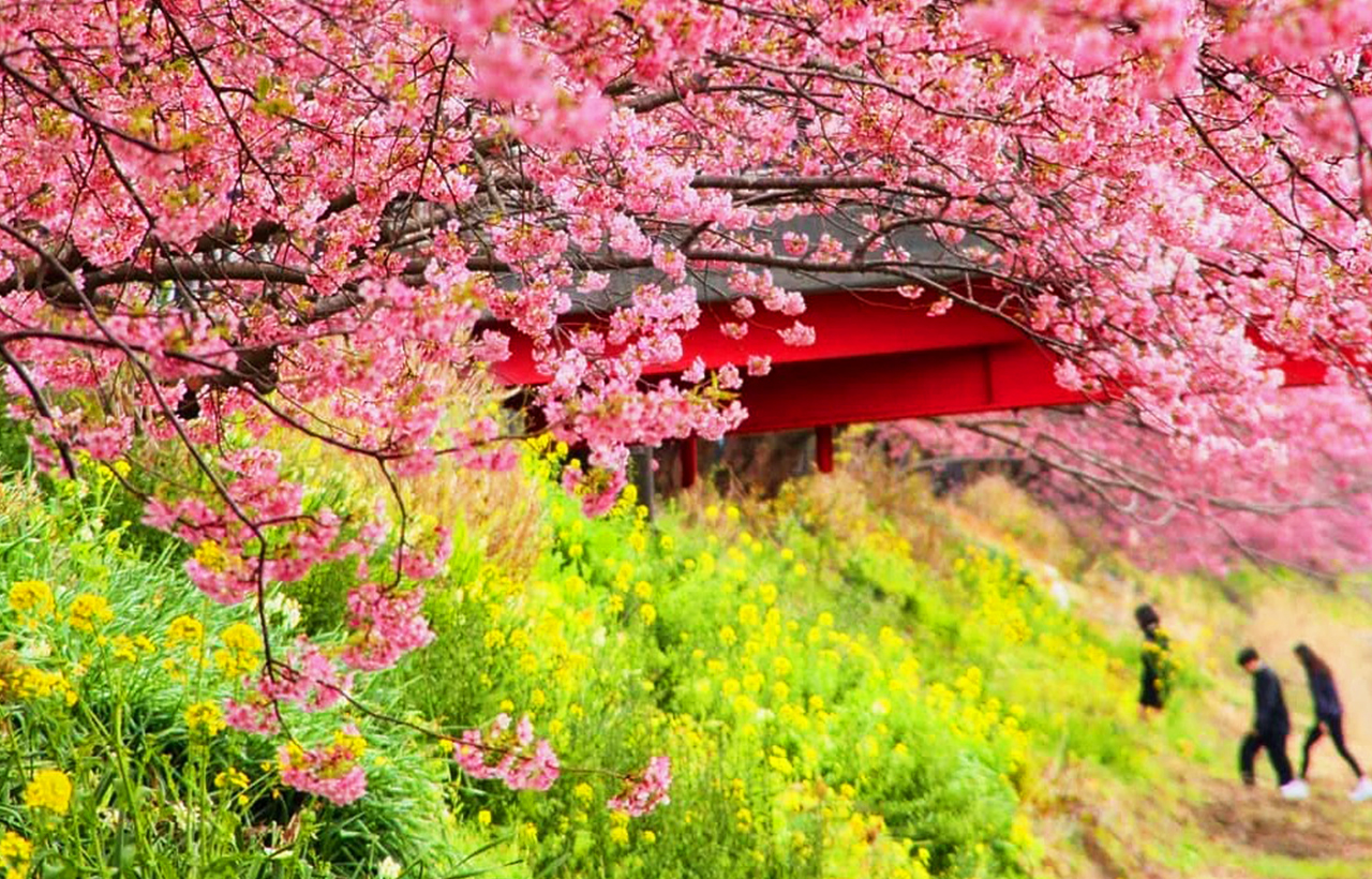 2025早春櫻花限定-河津櫻櫻花祭/櫻花之裡&草莓採摘&修善寺溫泉一日遊