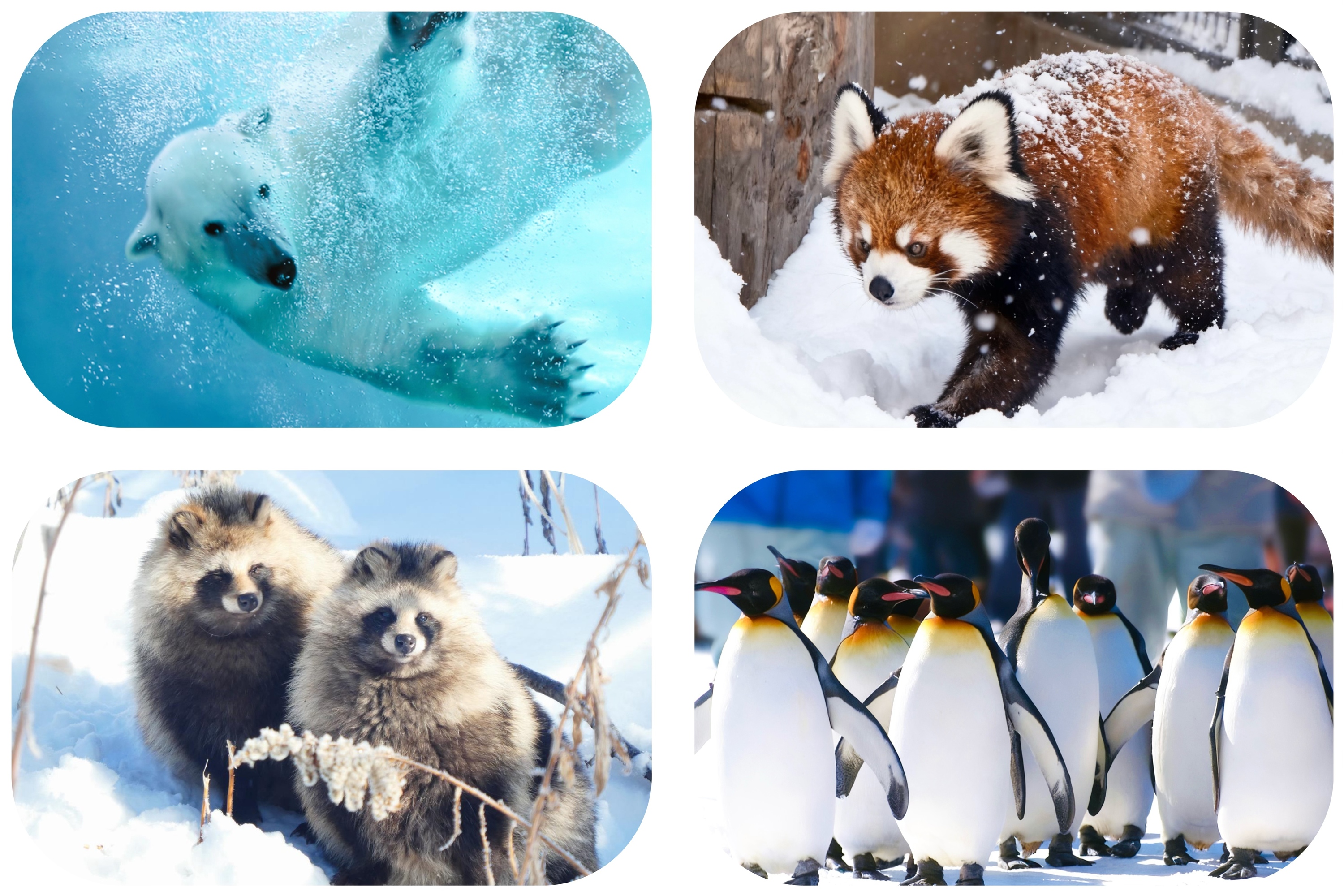 ✧⁺在旭山動物園，和小動物們的奇妙相遇叭~