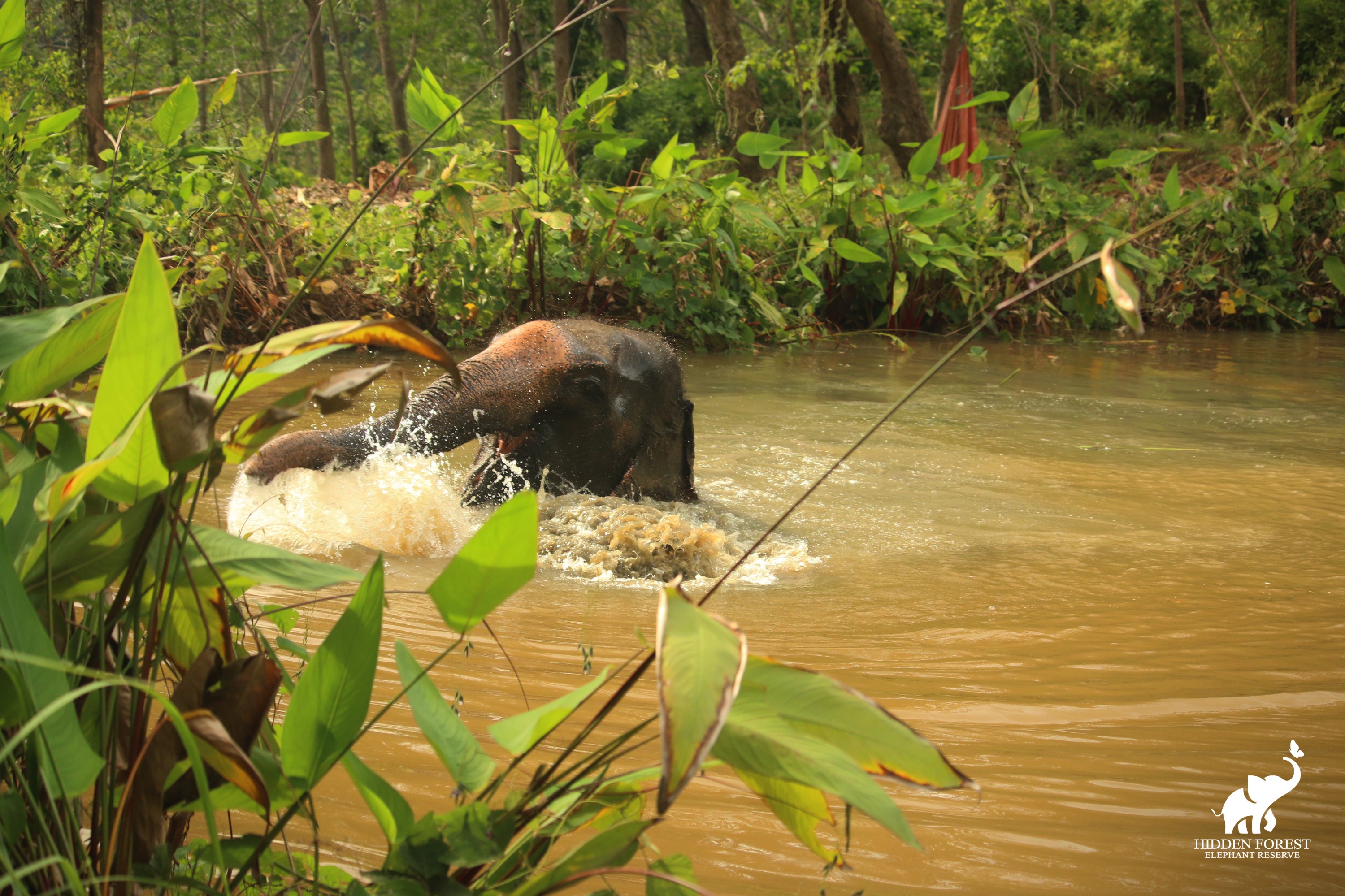 普吉島隱秘森林大象保護區體驗