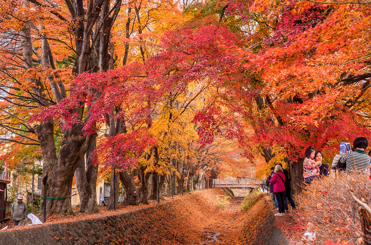 Kawaguchiko Maple Corridor is a maple viewing spot in Fujikawaguchiko Town, Yamanashi Prefecture, Japan