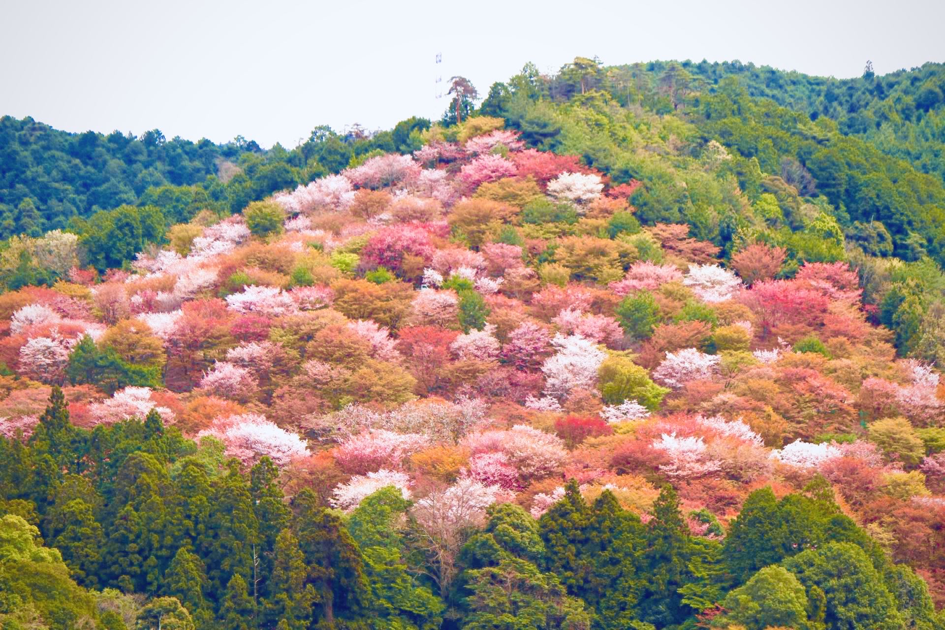 世界遺產吉野山 &金峰山寺蔵王堂& 千本櫻觀賞一日遊