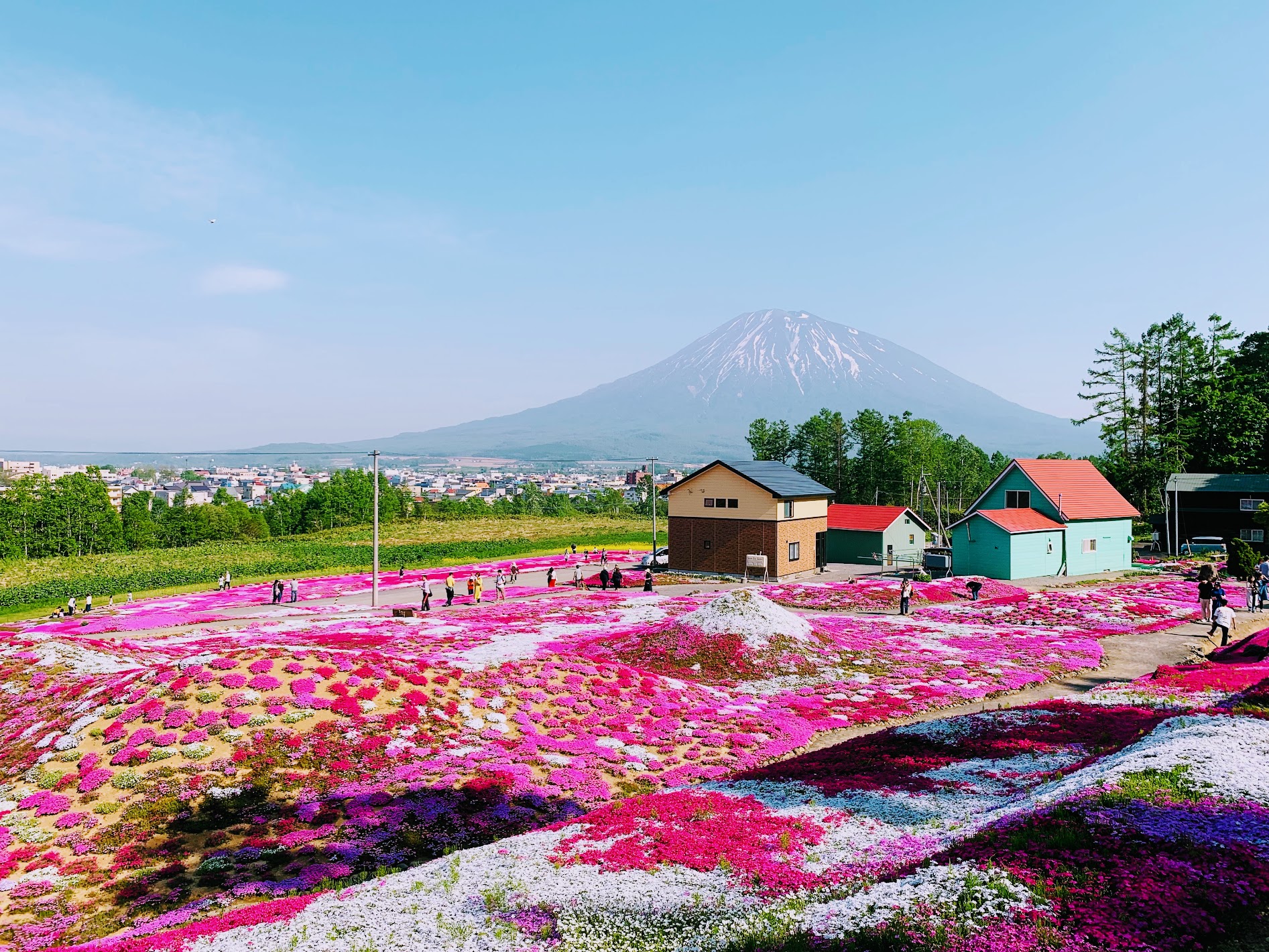 北海道芝櫻&鬱金香賞花一日遊: 二世谷&羊蹄山名水公園＆定山溪 (含午餐) - 札幌出發