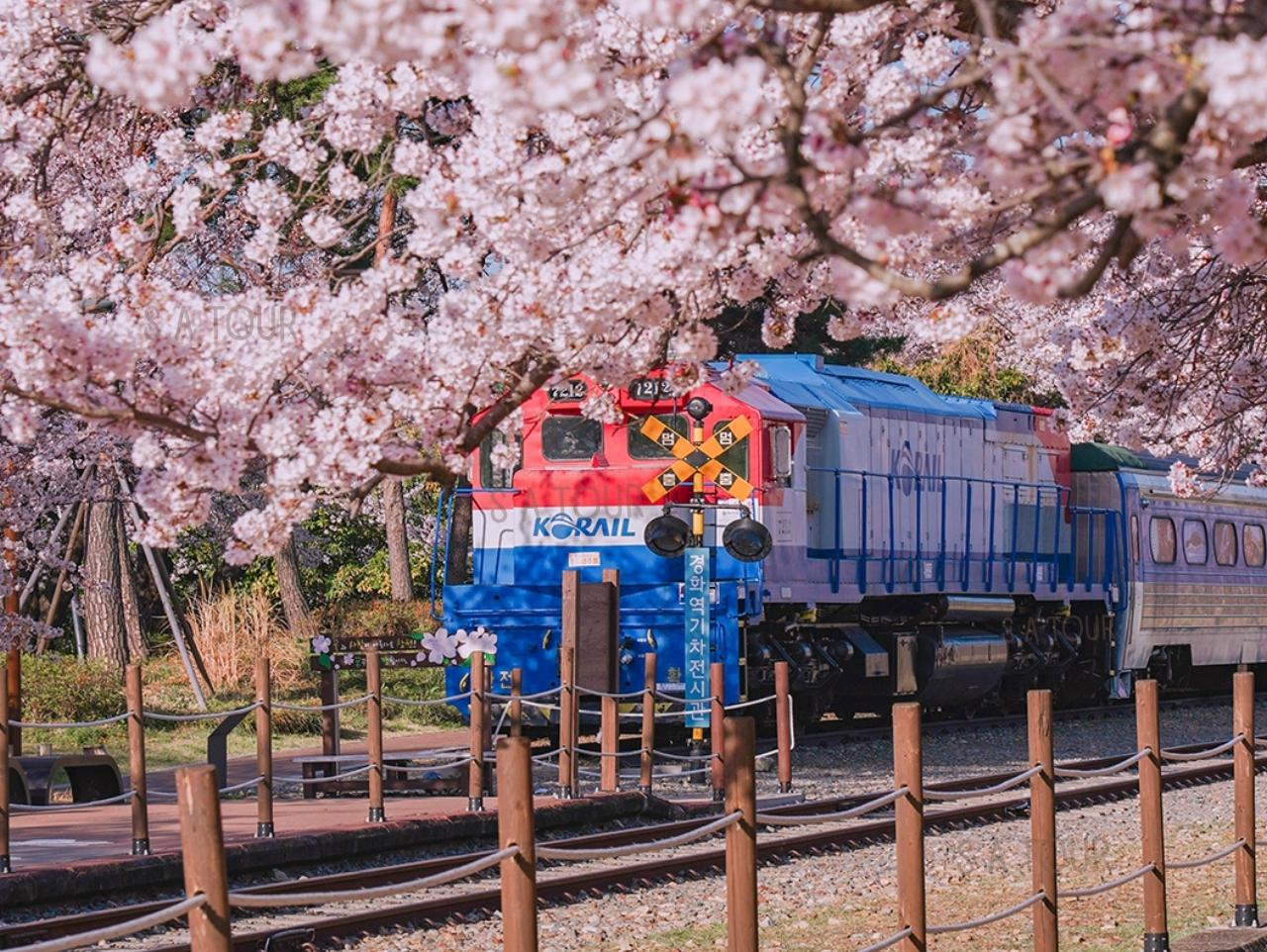 Jinhae Gunhangje Cherry Blossom Festival Day Tour from Seoul/Busan 