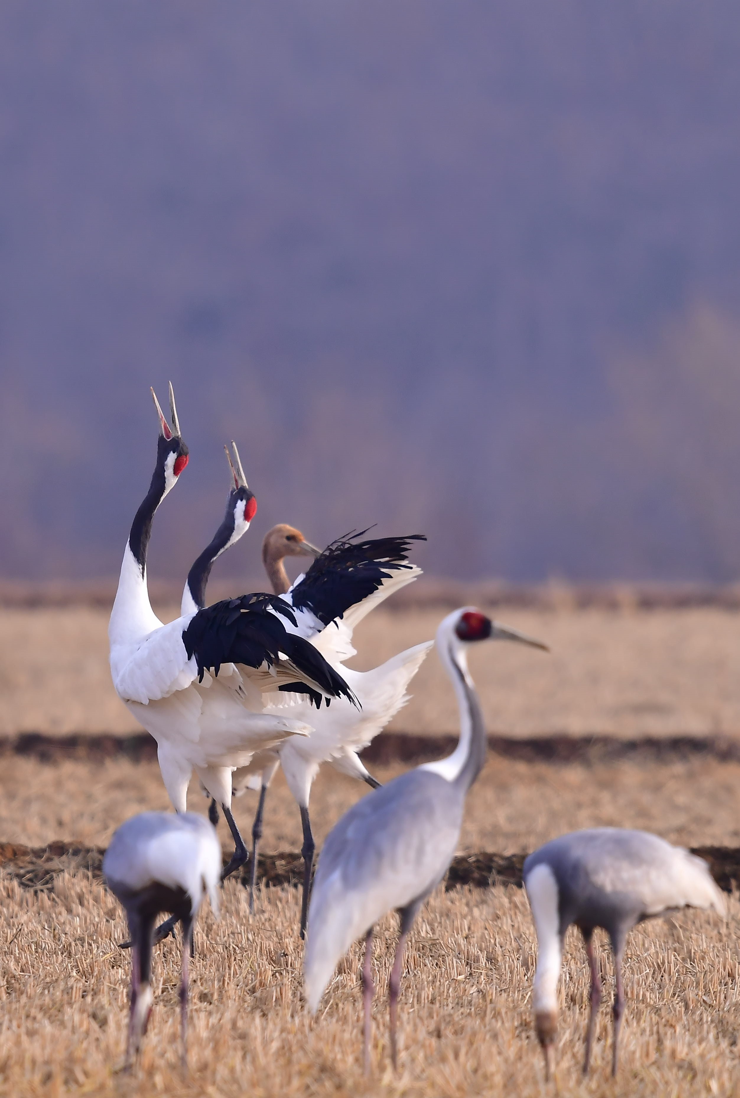 Hantan River UNESCO Winter Fantasia Day Tour