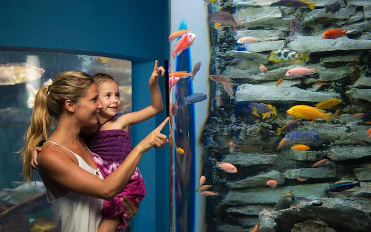 在這個無障礙的家庭景點中,近距離接觸數百種色彩繽紛的熱帶魚。 在這個無障礙的家庭景點中,近距離接觸數百種色彩繽紛的熱帶魚。