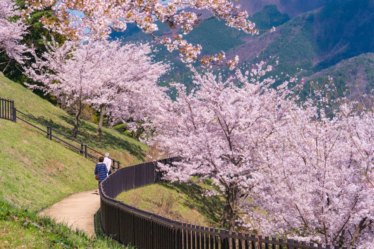 富士山壯麗美景或芝櫻節浪漫花海一日遊 （東京出發）