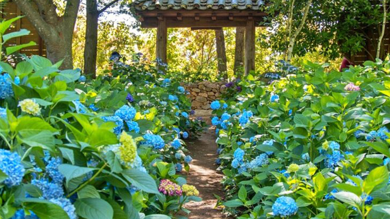 飽滿圓潤的花朵在綠葉中靜靜綻放，展現出季節的溫柔細膩。