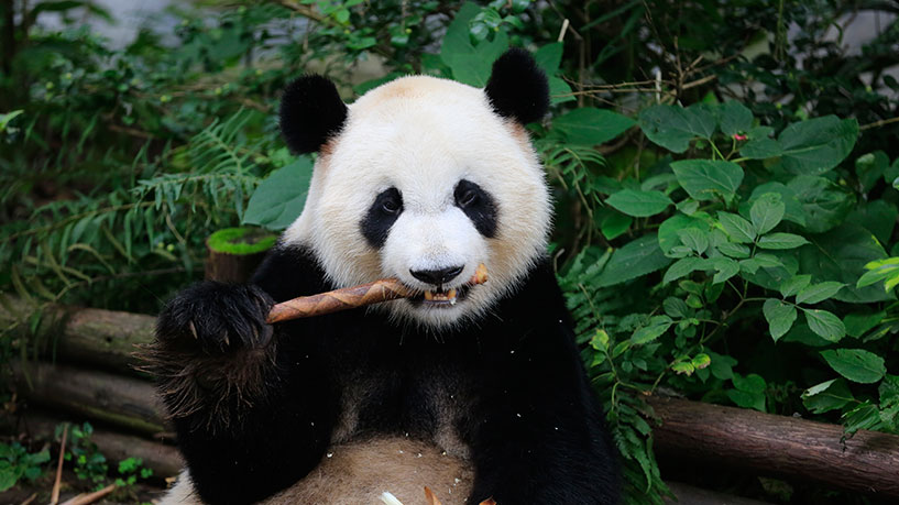 One-day tour to Chengdu Research Base of Giant Panda Breeding from Dujiangyan (free pick-up and drop-off in the city, bilingual tour guide in Chinese and English, regular 7-seater/9-seater commercial vehicle)