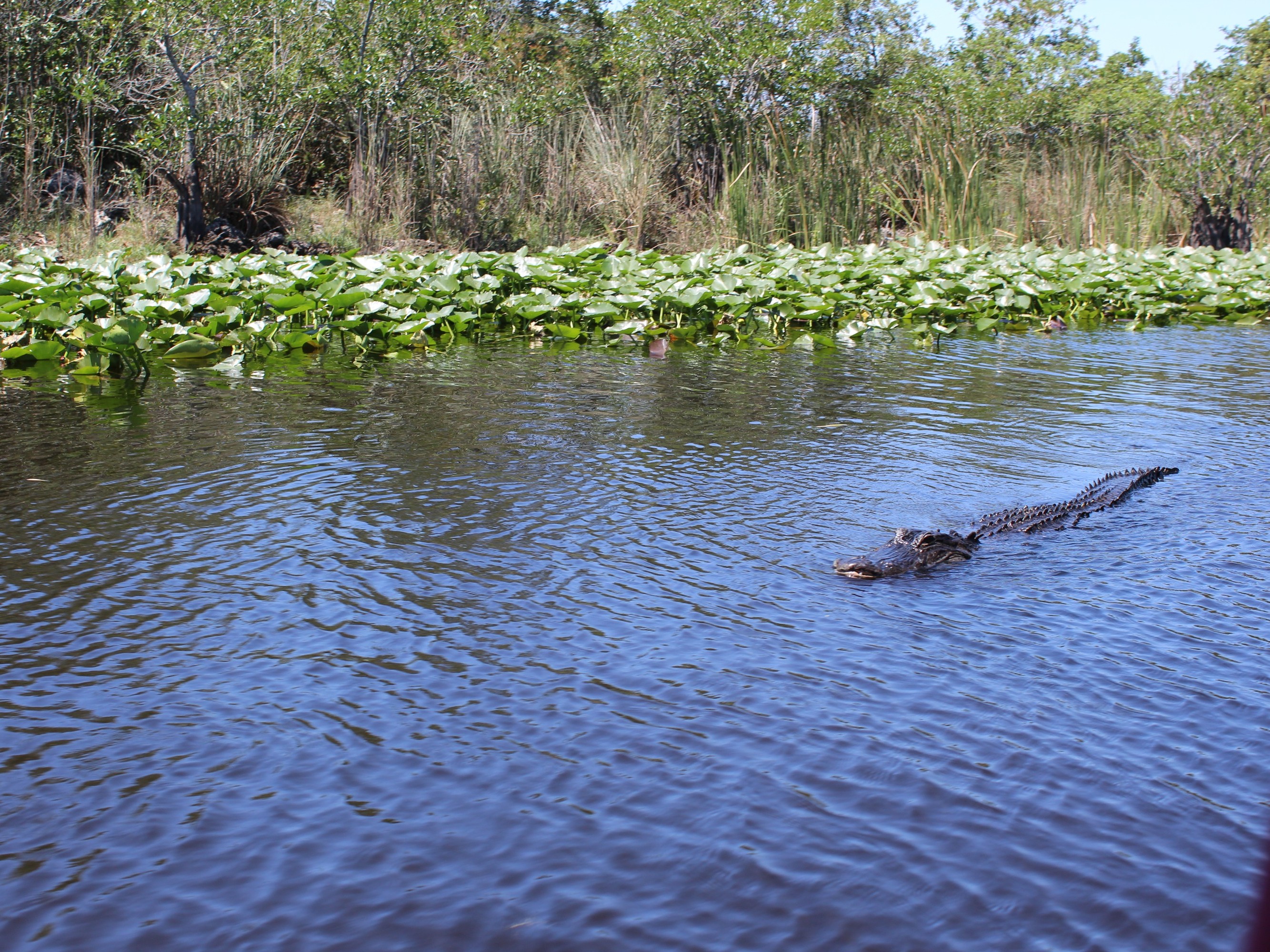 Watch an alligator silently swim through dark waters beneath towering sawgrass