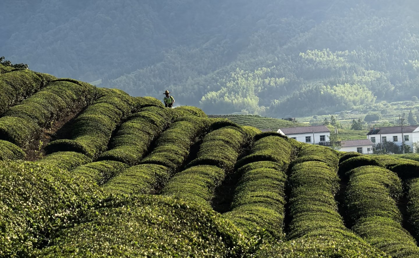 晨霧尚未散盡，層疊的茶田如綠色的波浪在山間起伏，戴斗笠的茶農隱在茶壟間
