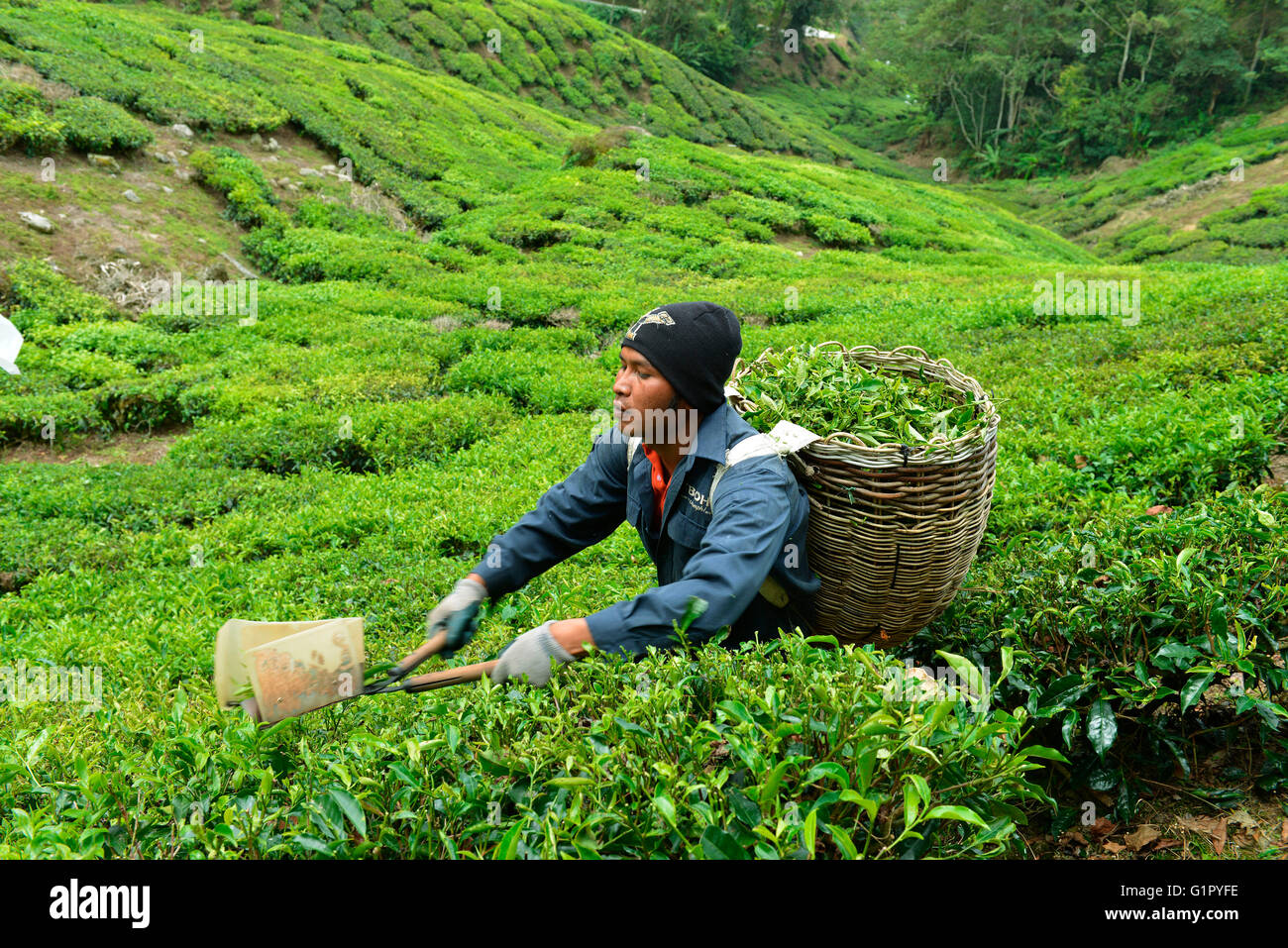 PRIVATE CAMERON HIGHLANDS DAY TOUR FROM KUALA LUMPUR