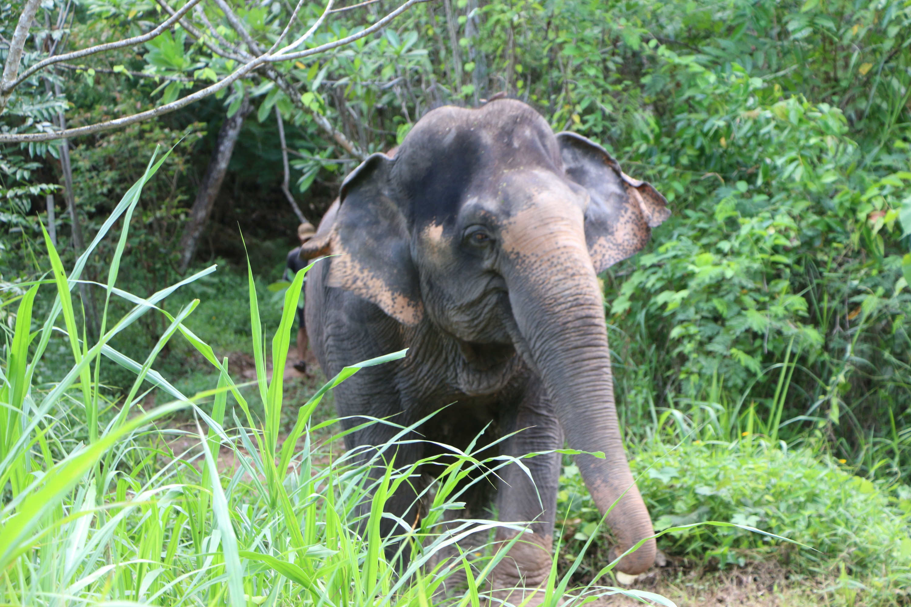 Опыт общения со слонами в The Lake Phuket Elephant Home