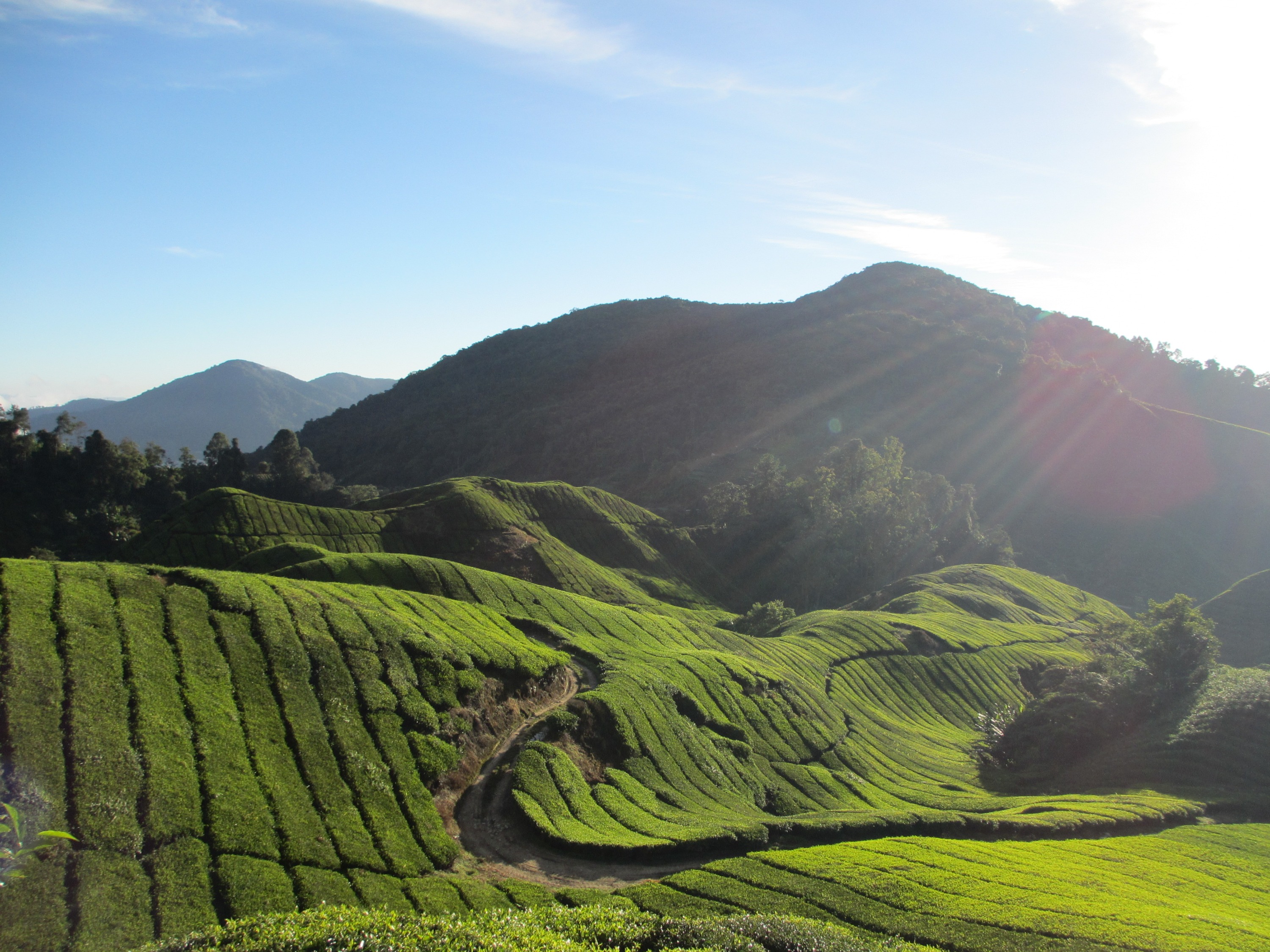 Private Transfer between Kuala Lumpur and Cameron Highlands 