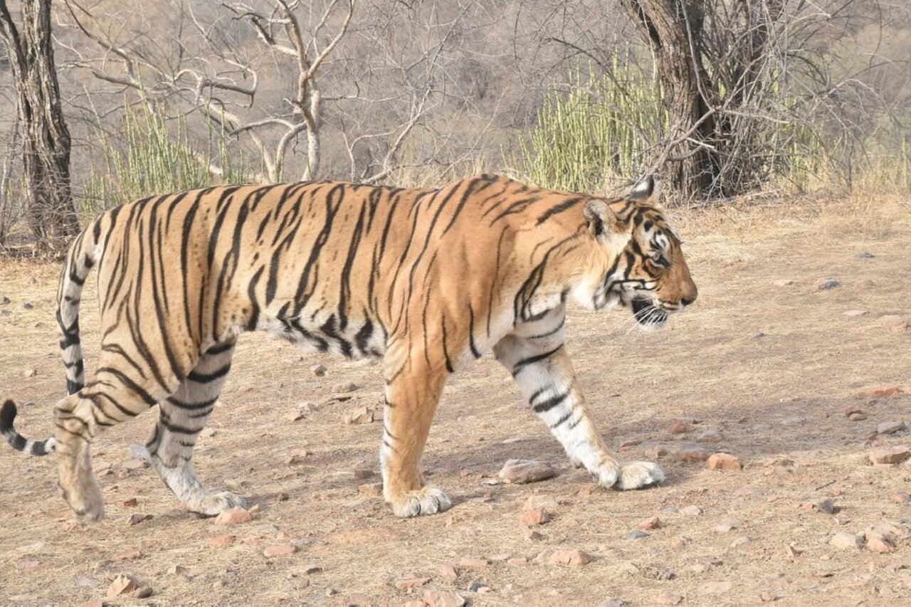 From Jaipur/Agra: Ranthambore Tiger Safari Adventure