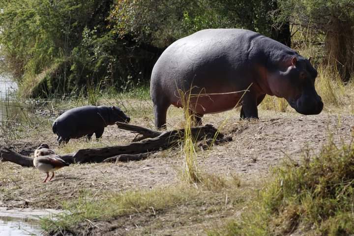2 Days Lake Nakuru & Lake Naivasha Safari