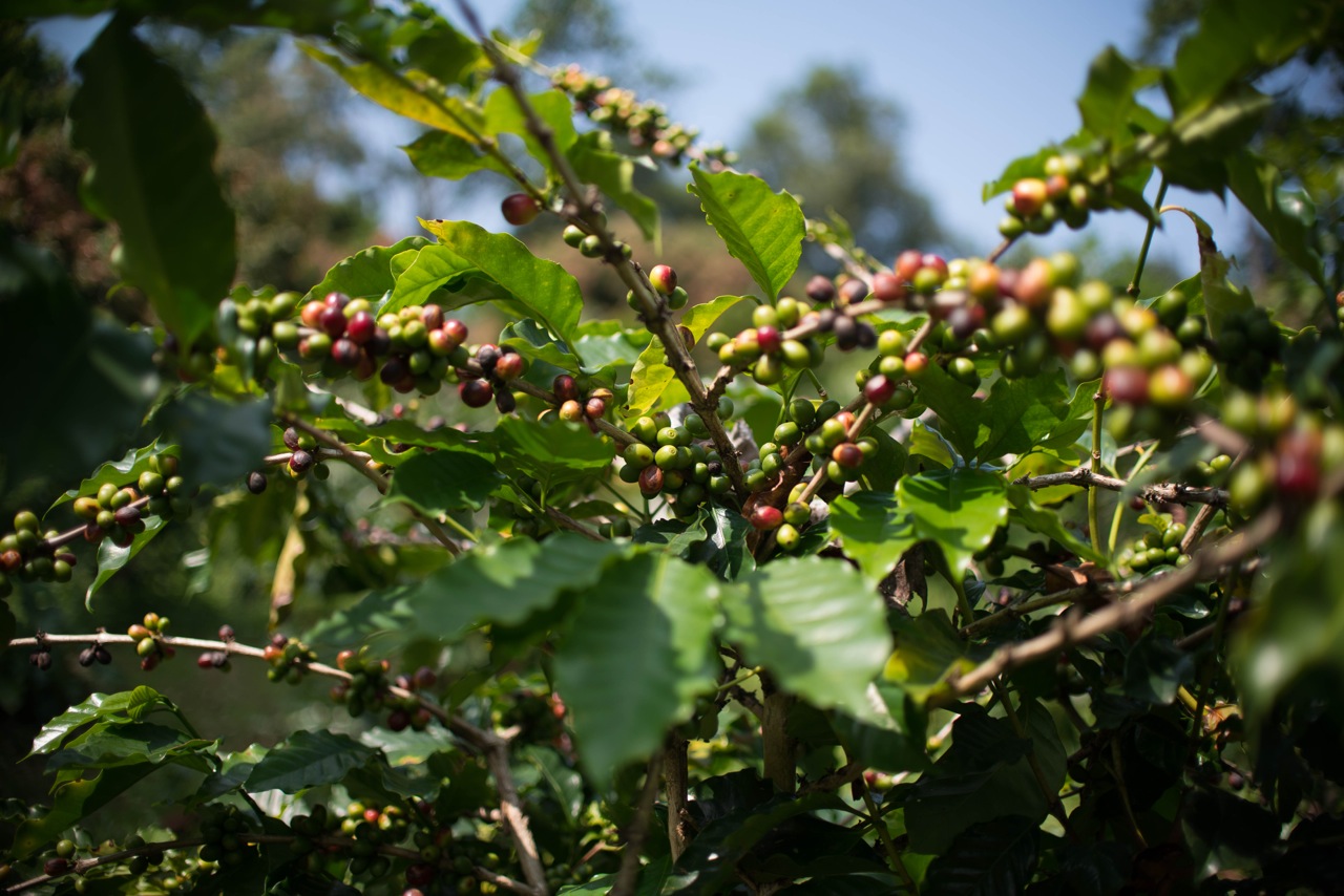 蘇拉拉胡有機咖啡農場和高山村落體驗 (SuanLahu organic coffee farm and highland village experience)