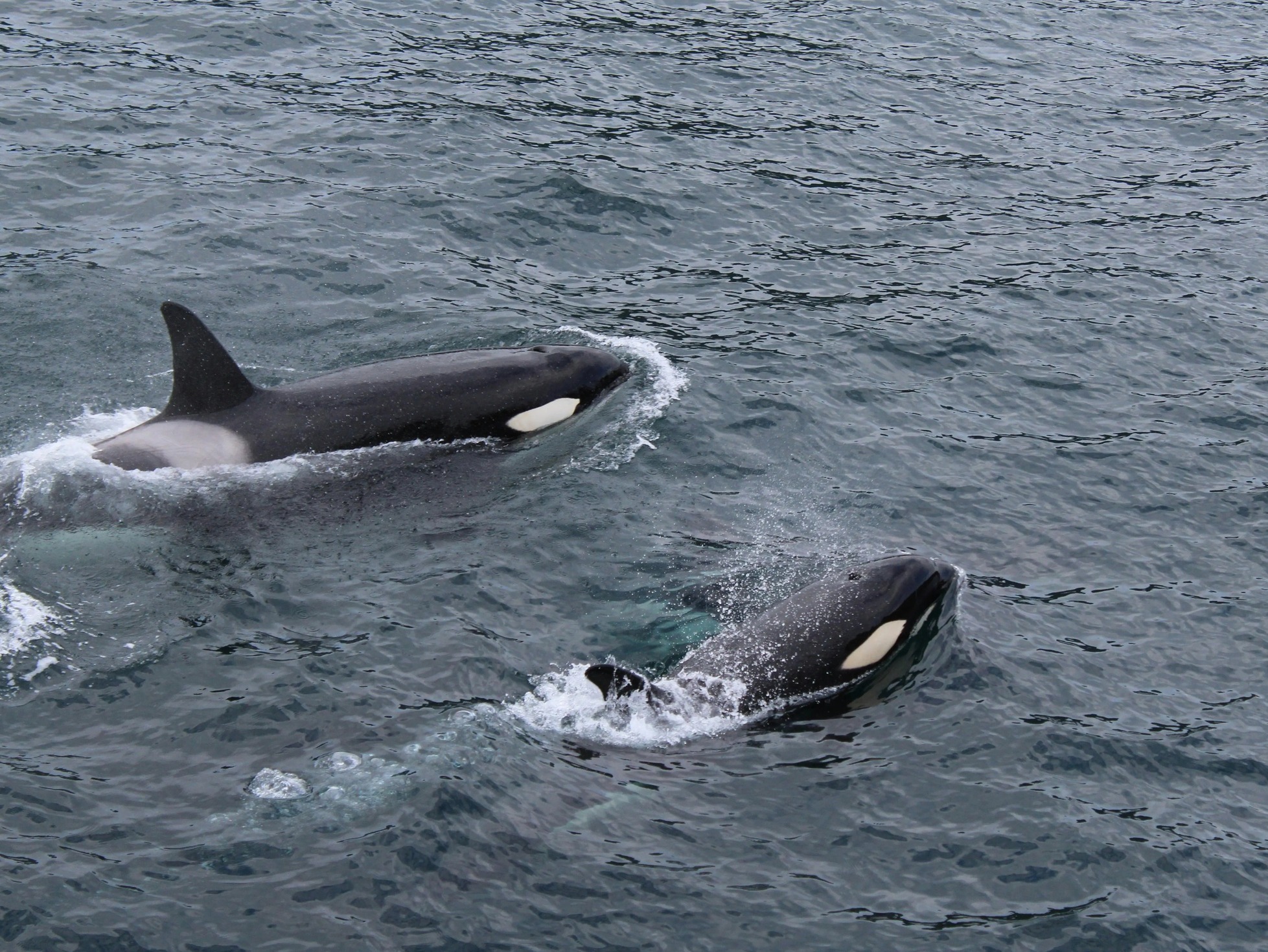 Small Group Whale Watching with Snacks and Drinks