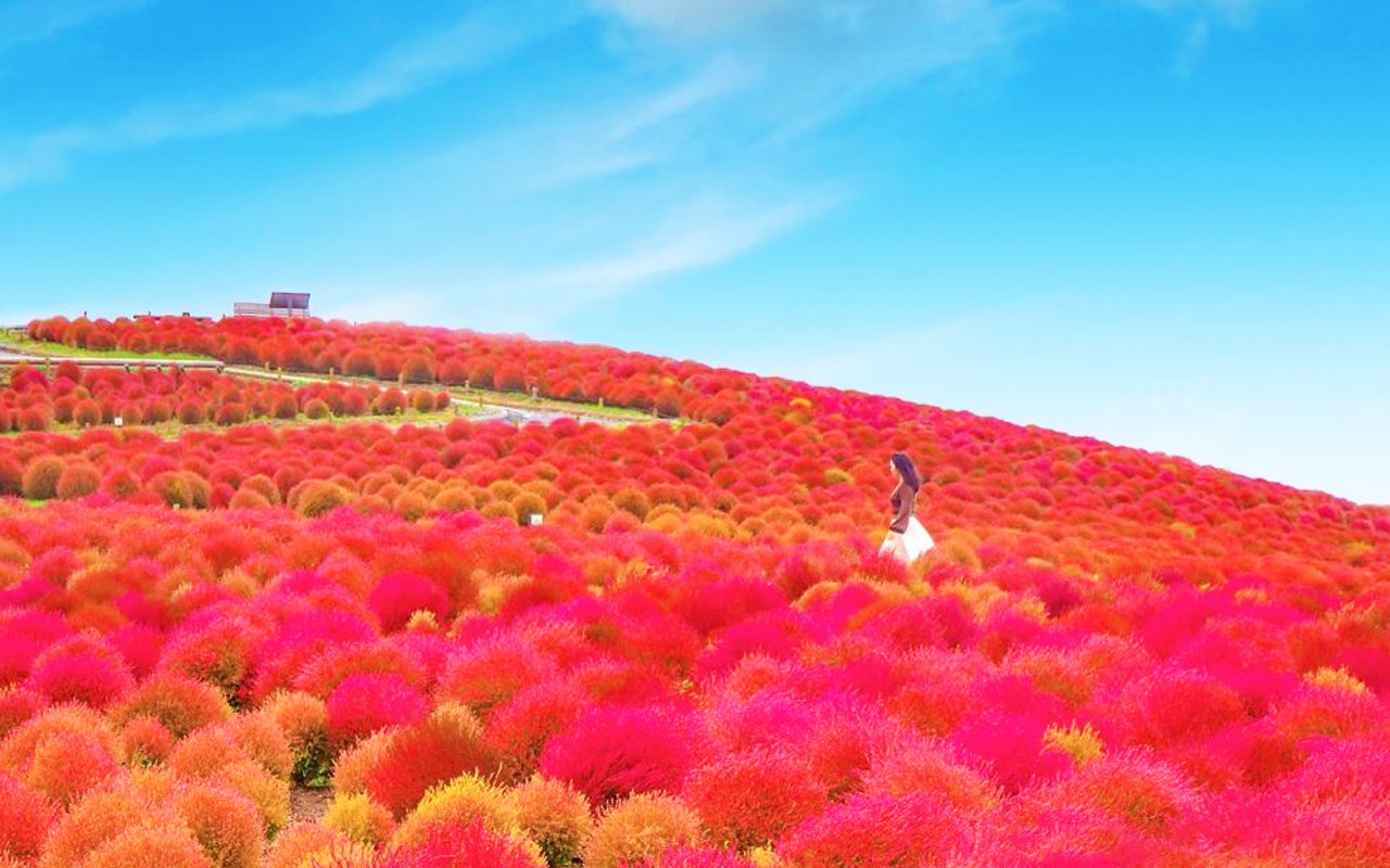 Ibaraki Flower Viewing: Oarai Isosaki Shrine & Nakaminato Seafood Market & Hitachi Seaside Park Day Trip | Departing from Tokyo/Shinjuku